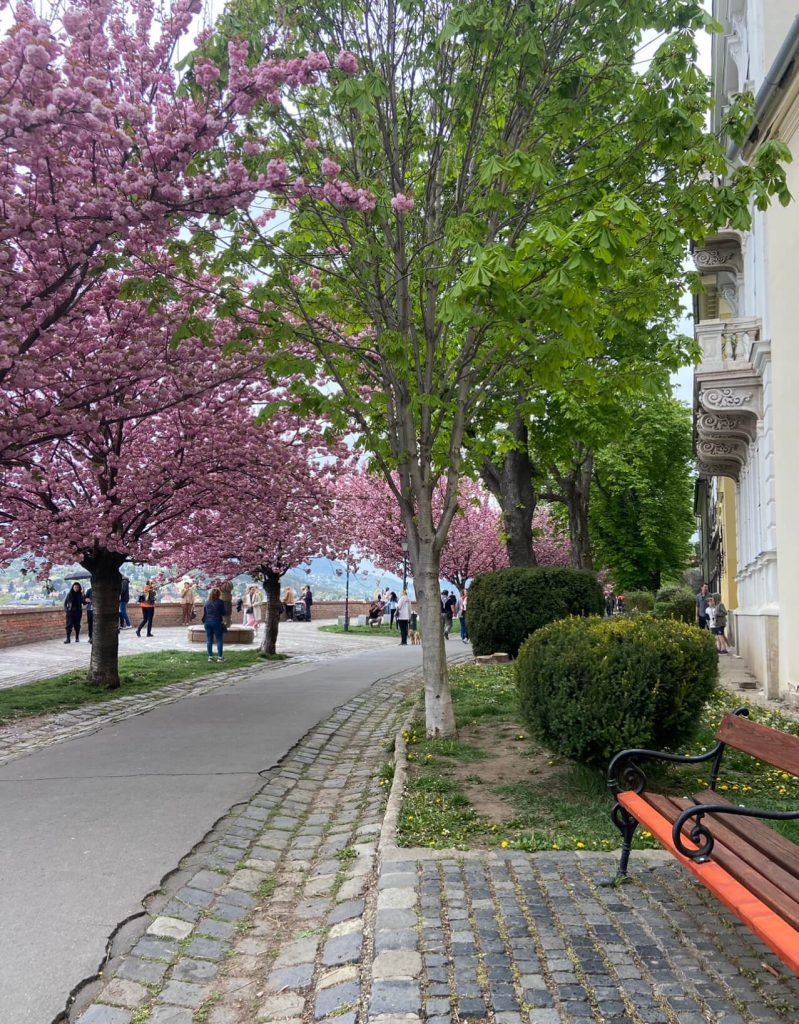 Budapeste na Primavera: Árvores coloridas e bonitas